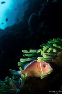 Taking shelter down the wall: A Skunk Anemone fish seeks ... by Tony Cherbas 